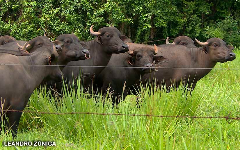 BUFALO